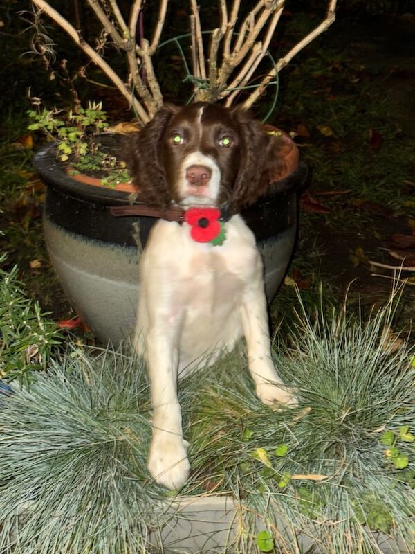 Springer Spaniel puppies for sale in Edgware, Greater London – KC registered, 3 months old