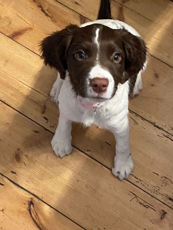 Springer Spaniel puppies for sale in Edgware, Greater London – KC registered, 3 months old - Image 3 of 6