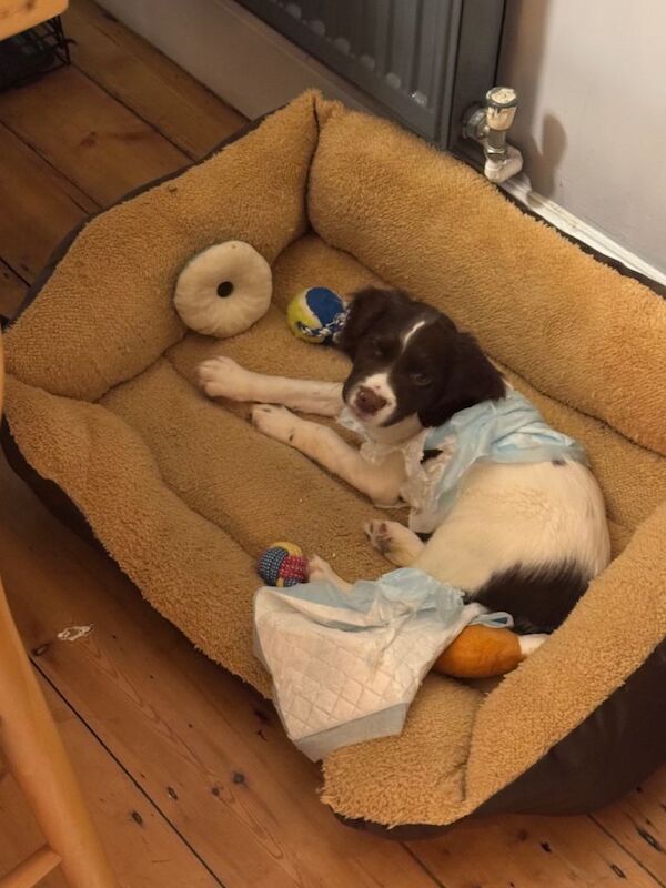 Springer Spaniel puppies for sale in Edgware, Greater London – KC registered, 3 months old - Image 4 of 6