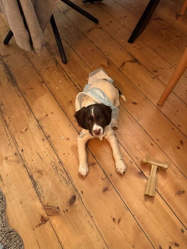 Springer Spaniel puppies for sale in Edgware, Greater London – KC registered, 3 months old - Image 5 of 6