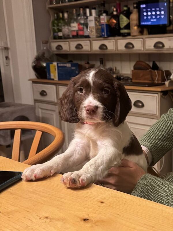 Springer Spaniel puppies for sale in Edgware, Greater London – KC registered, 3 months old - Image 6 of 6