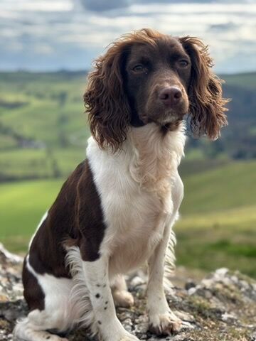 Liver & White Springer Spaniel puppies for sale in Colchester, Essex – KC registered, 3 weeks old