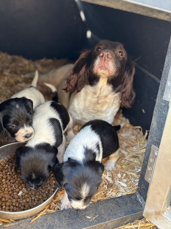 Springer Spaniel puppies for sale in Norwich, Norfolk – 5 weeks old
