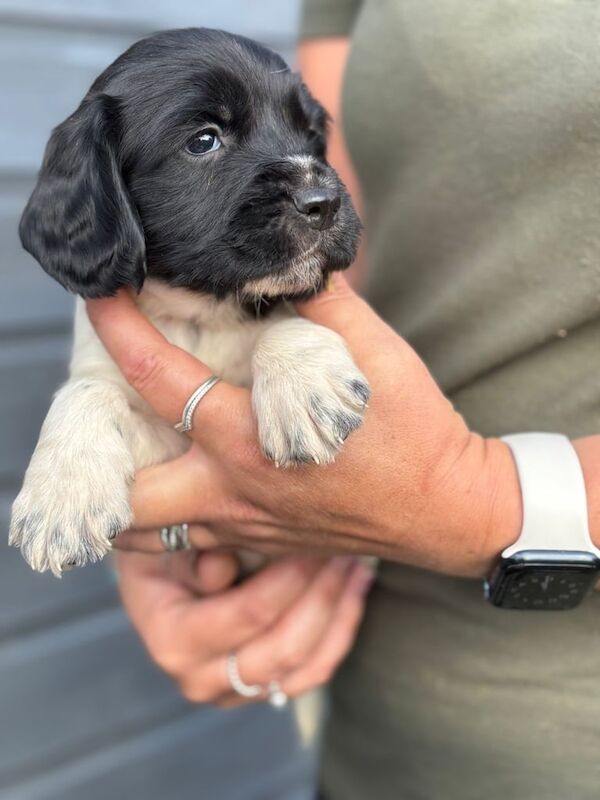 Springer Spaniel puppies for sale in Norwich, Norfolk – 5 weeks old - Image 2 of 3