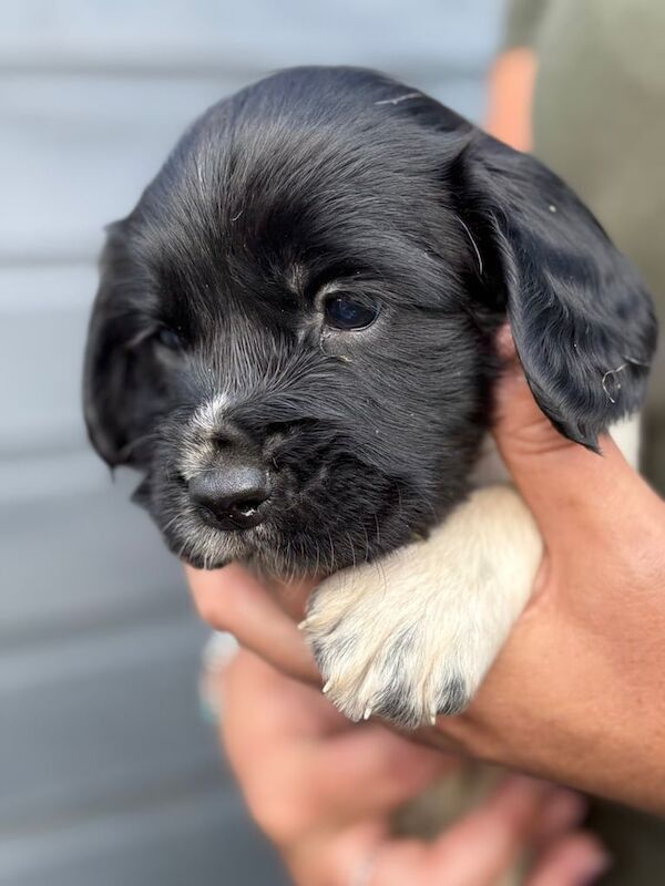 Springer Spaniel puppies for sale in Norwich, Norfolk – 5 weeks old - Image 3 of 3