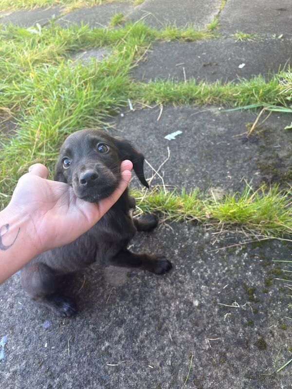 Springer Spaniel puppies for sale in Kilmarnock, Ayrshire and Arran – 11 weeks old