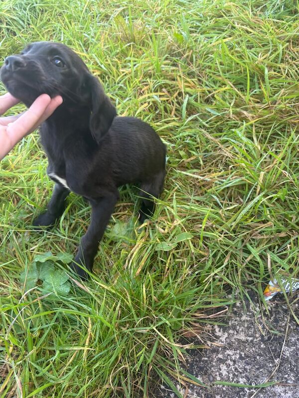 Springer Spaniel puppies for sale in Kilmarnock, Ayrshire and Arran – 11 weeks old - Image 3 of 3