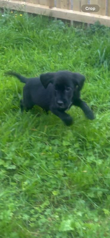 Springer Spaniel puppies for sale in Kilmarnock, Ayrshire and Arran – 10 weeks old