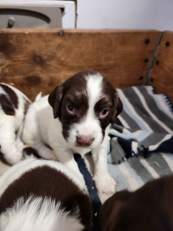 Springer Spaniel puppies for sale in Thurso, Caithness – KC registered, 10 months old - Image 2 of 3