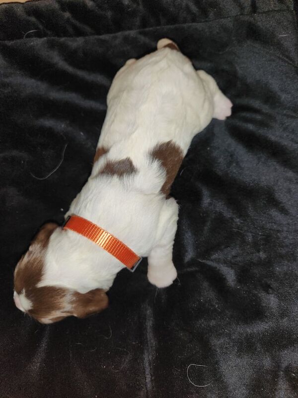 Springer Spaniel puppies for sale in Thurso, Caithness – KC registered, 10 months old - Image 3 of 3