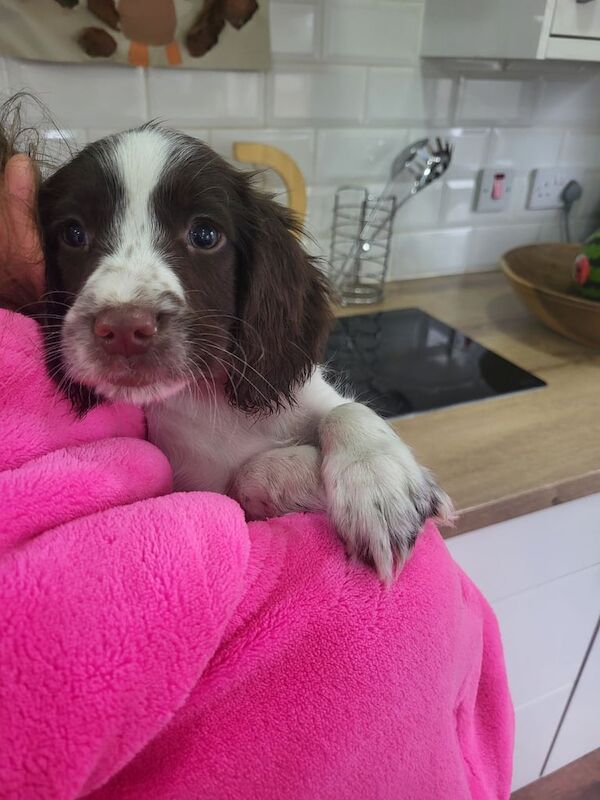 Springer Spaniel puppies for sale in Carluke, Lanarkshire – KC registered, 11 weeks old