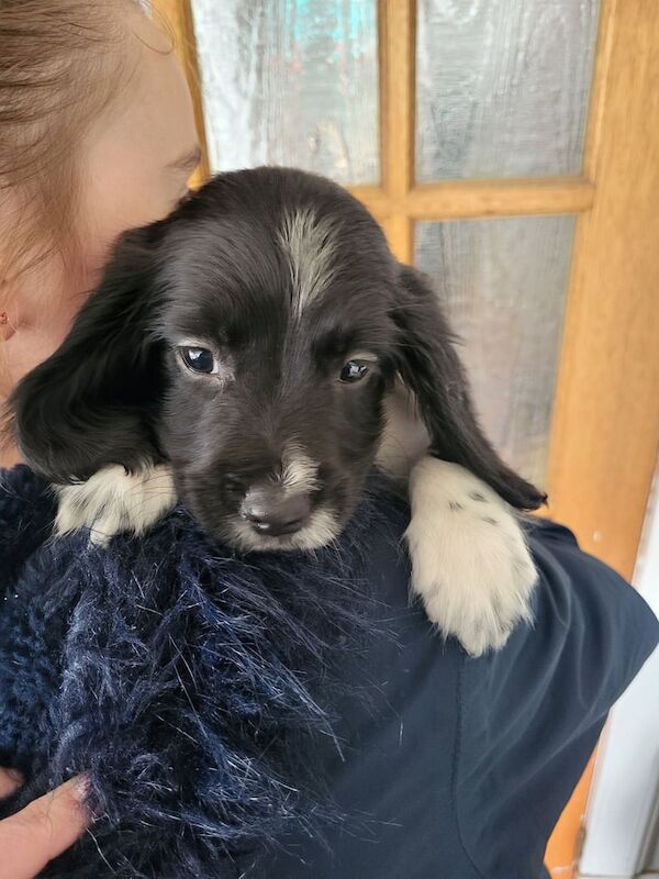 Springer Spaniel puppies for sale in Carluke, Lanarkshire – KC registered, 11 weeks old - Image 2 of 3