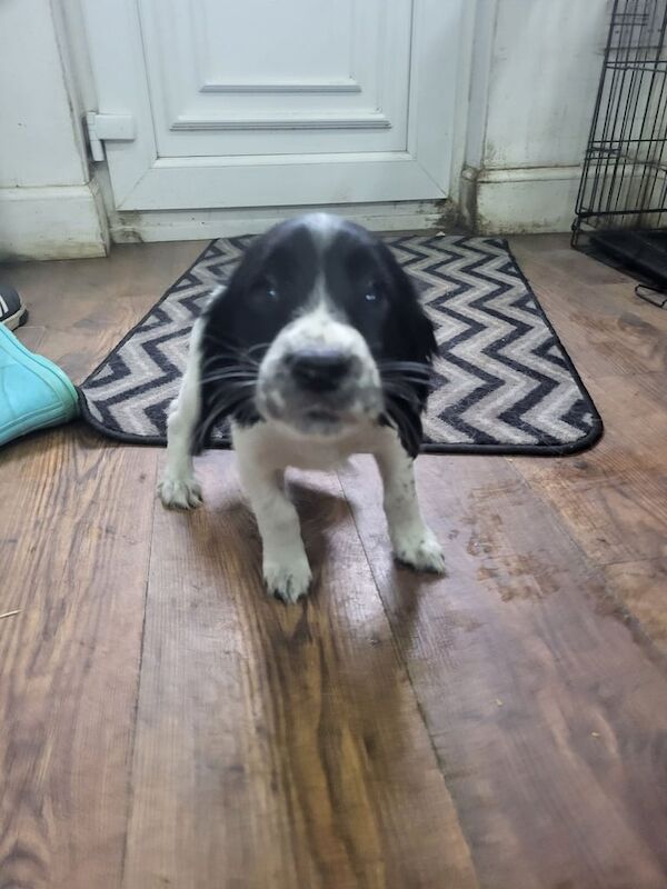 Springer Spaniel puppies for sale in Carluke, Lanarkshire – KC registered, 11 weeks old - Image 3 of 3