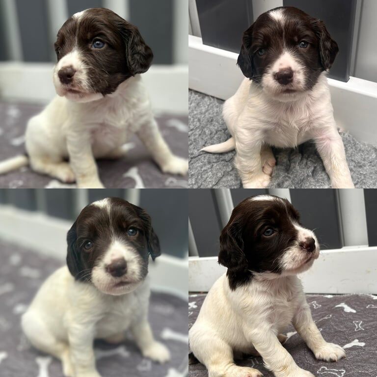 KC ENGLISH SPRINGER SPANIELS for sale in Barwell, Leicestershire