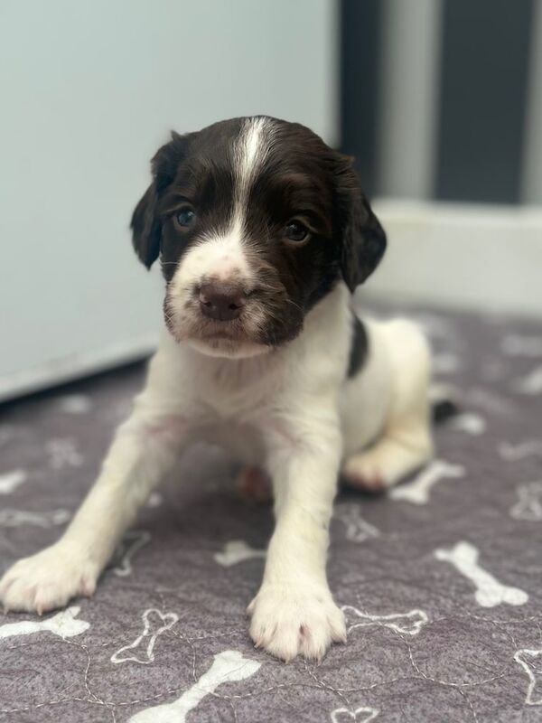 KC ENGLISH SPRINGER SPANIELS for sale in Barwell, Leicestershire | Image 2