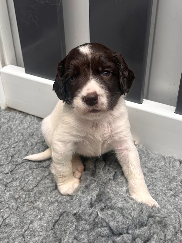 KC ENGLISH SPRINGER SPANIELS for sale in Barwell, Leicestershire | Image 3