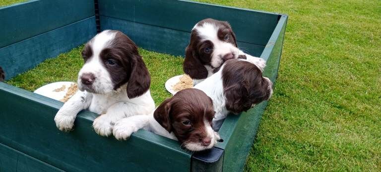 KC Liver and White Springer Spaniel puppies.
