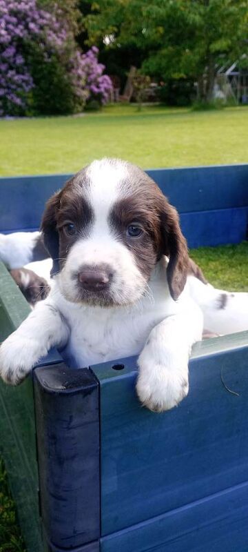 KC Liver and White Springer Spaniel puppies. - Image 2 of 6