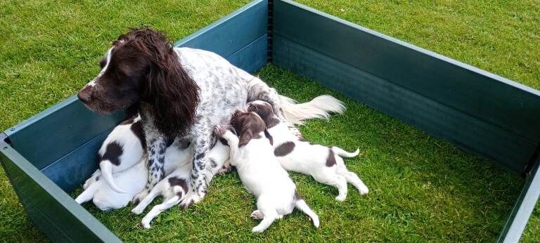 KC Liver and White Springer Spaniel puppies. - Image 3 of 6