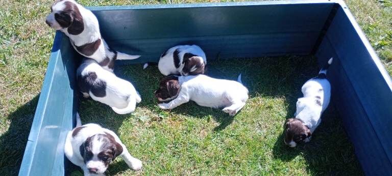 KC Liver and White Springer Spaniel puppies. - Image 4 of 6