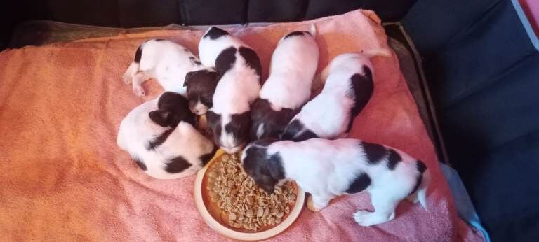 KC Liver and White Springer Spaniel puppies. - Image 5 of 6