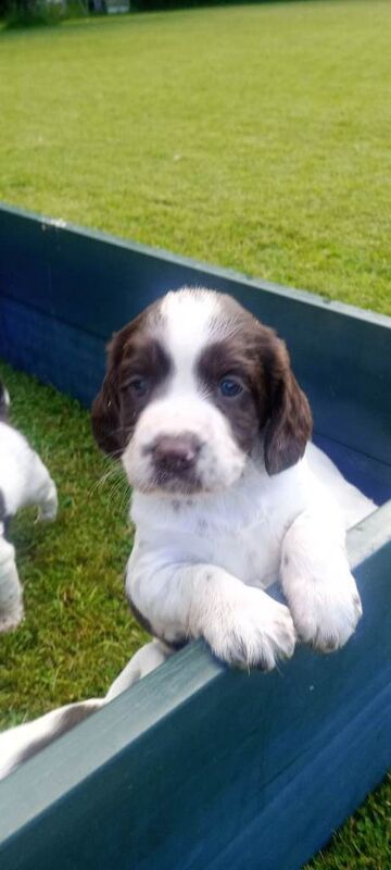 KC Liver and White Springer Spaniel puppies. - Image 6 of 6