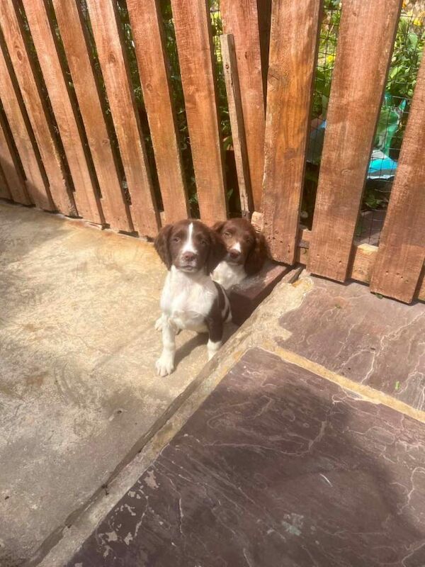 Kennel Club Registered Springer Spaniel Puppies For Sale