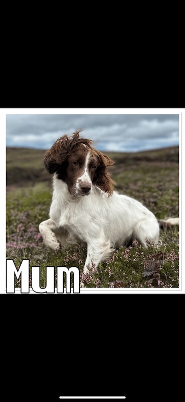 KC Reg Springer Spaniel Puppies for sale in Fochabers, Moray