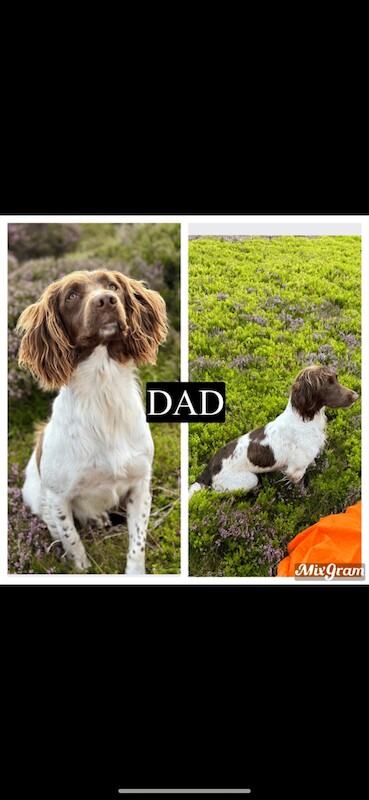 KC Reg Springer Spaniel Puppies - Image 2 of 3