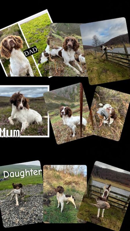 KC Reg Springer Spaniel Puppies - Image 3 of 3
