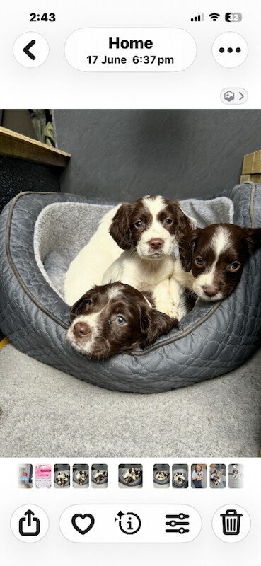 Springer Spaniel Puppies For Sale
