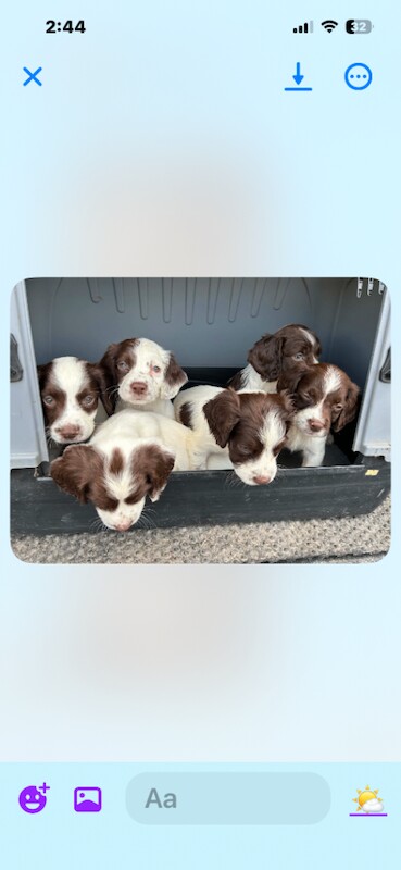 Kc reg springer spaniel puppies - Image 2 of 3