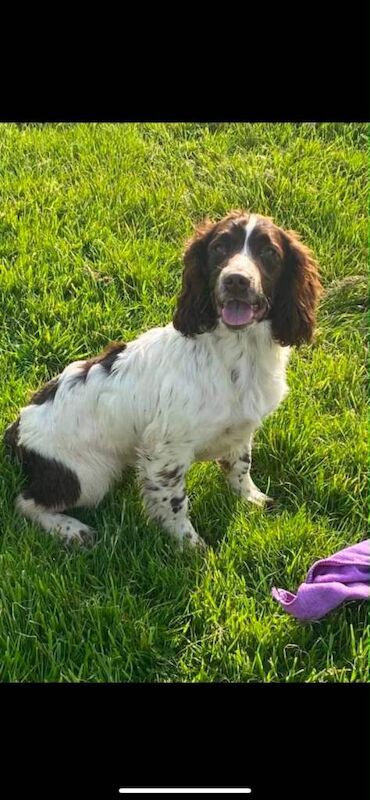 Kc reg springer spaniel puppies - Image 3 of 3