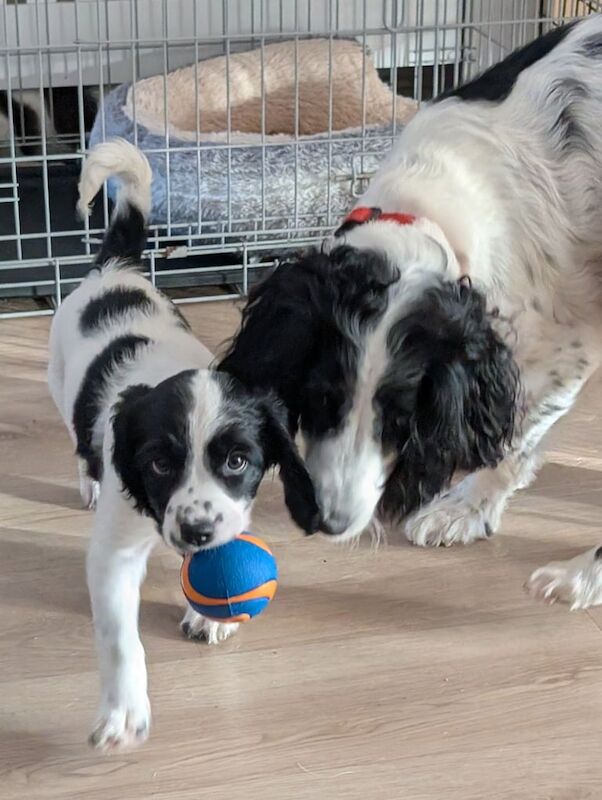 Springer Spaniel puppies for sale in Poole, Dorset – KC registered, 10 weeks old
