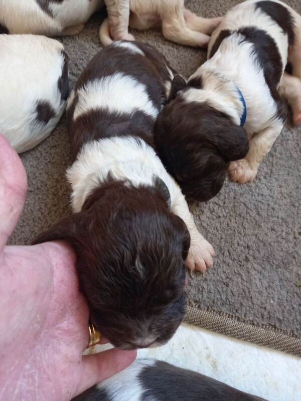 Springer Spaniel Puppies For Sale