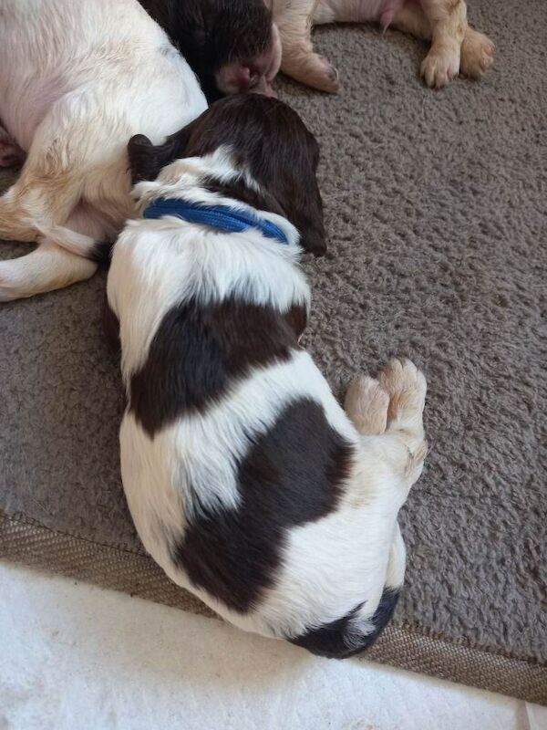 Kc Registered English Springer spaniel - Image 2 of 3