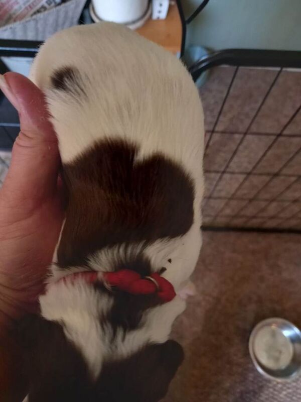 Kc Registered English Springer spaniel - Image 3 of 3