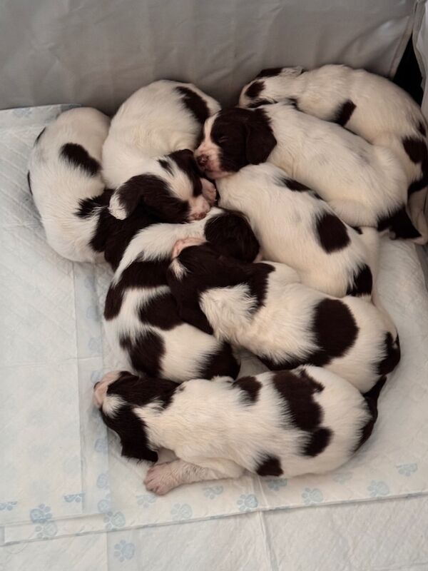 KC Registered English Springer Spaniel Puppies for sale in Thurso, Caithness