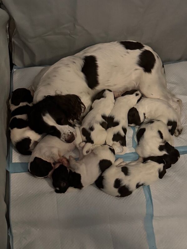KC Registered English Springer Spaniel Puppies for sale in Thurso, Caithness | Image 2