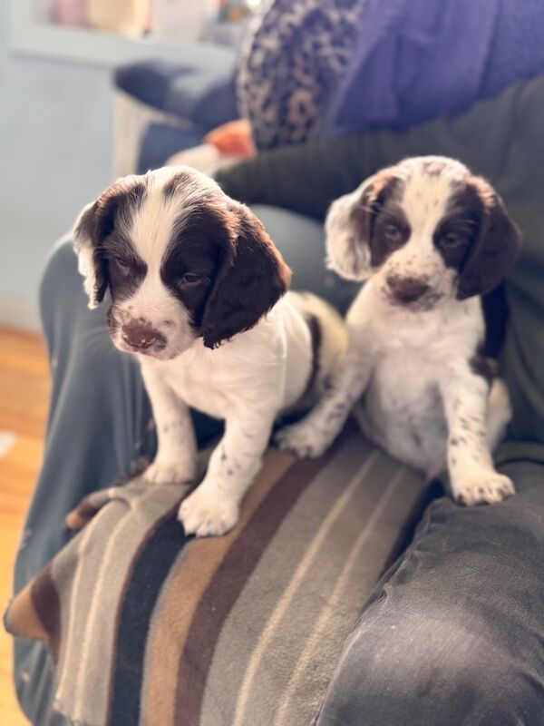 KC Registered English Springer Spaniel Puppies for sale in Thurso, Caithness | Image 3