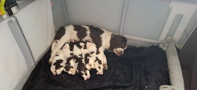 Kc registered English springer spaniel puppies for sale in Thetford, Norfolk