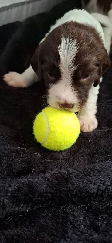 Kc registered English springer spaniel puppies for sale in Thetford, Norfolk | Image 2