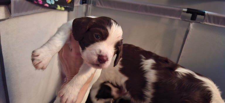 Kc registered English springer spaniel puppies for sale in Thetford, Norfolk | Image 3