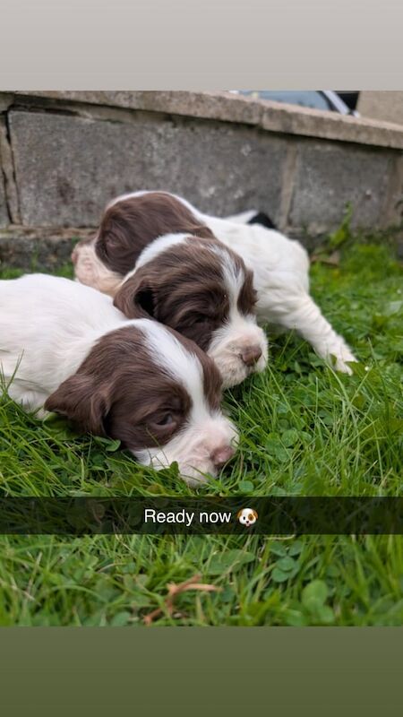 Springer Spaniel puppies for sale in Llanelli, Dyfed – 8 weeks old