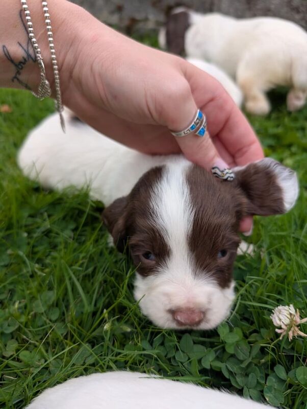 Springer Spaniel puppies for sale in Llanelli, Dyfed – 11 weeks old - Image 2 of 3
