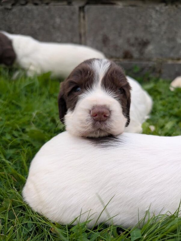 Springer Spaniel puppies for sale in Llanelli, Dyfed – 11 weeks old - Image 3 of 3