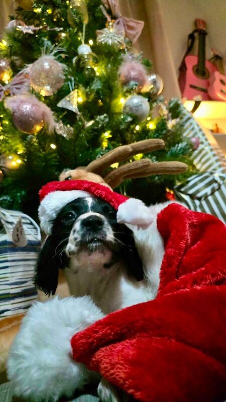 Springer Spaniel puppies for sale in Bangor, County Down – KC registered, 8 weeks old