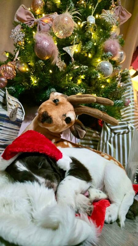 Springer Spaniel puppies for sale in Bangor, County Down – KC registered, 8 weeks old - Image 2 of 3