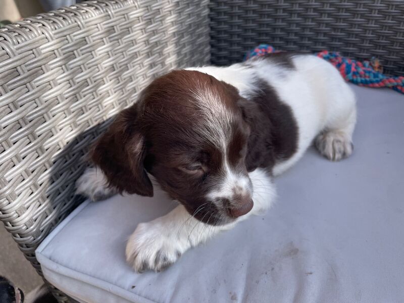 KC Registered Springer Spaniel Puppies