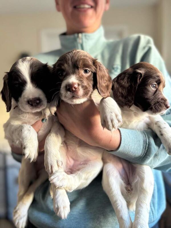 Kennel Club Registered Springer Spaniel Puppies For Sale